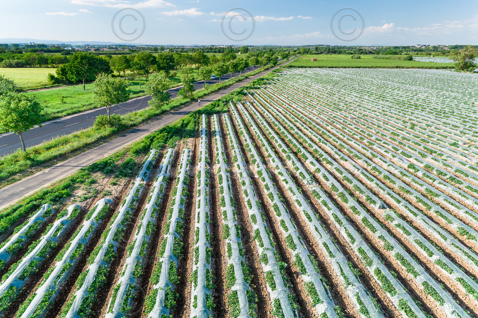 Champs de melons