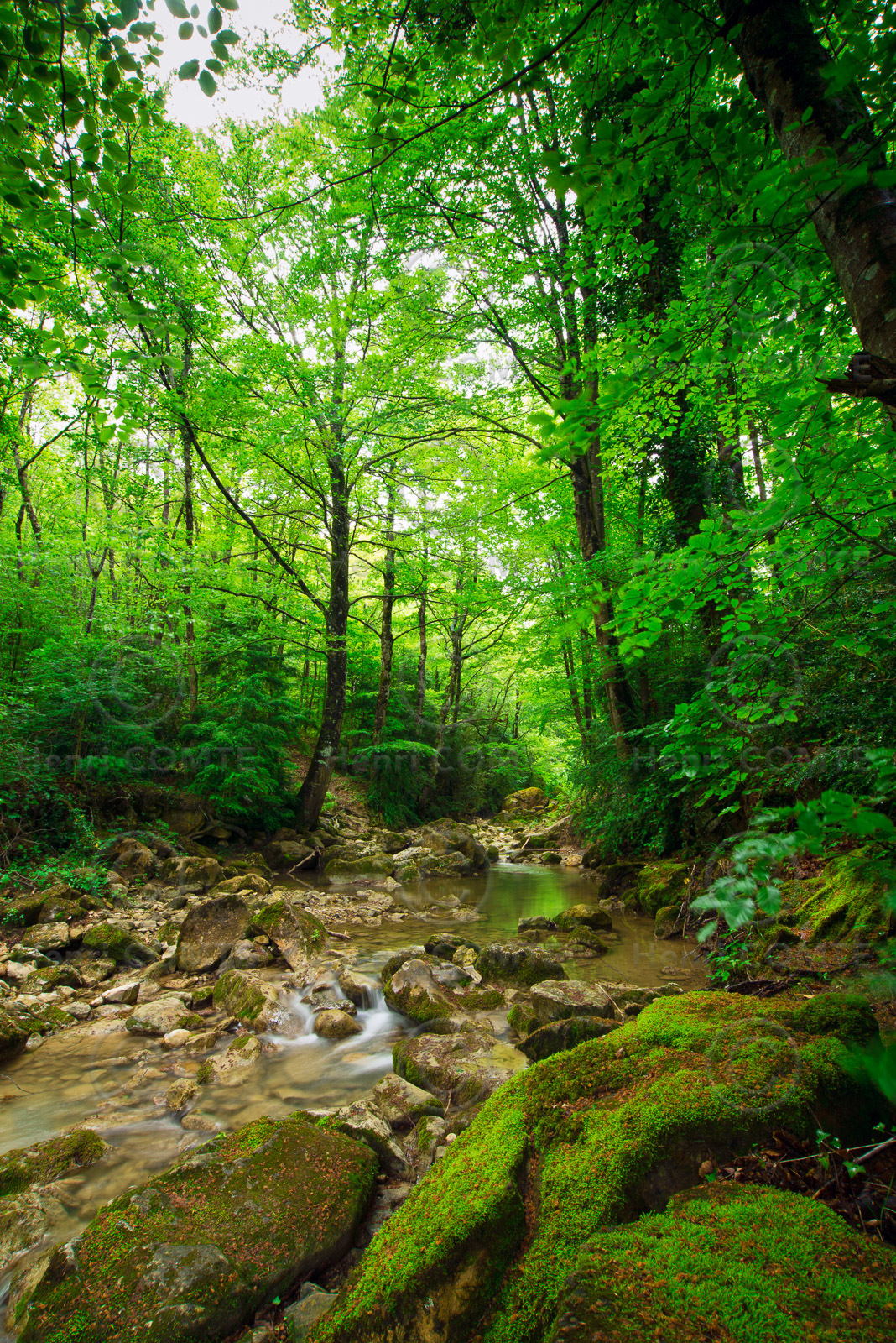 Torrent