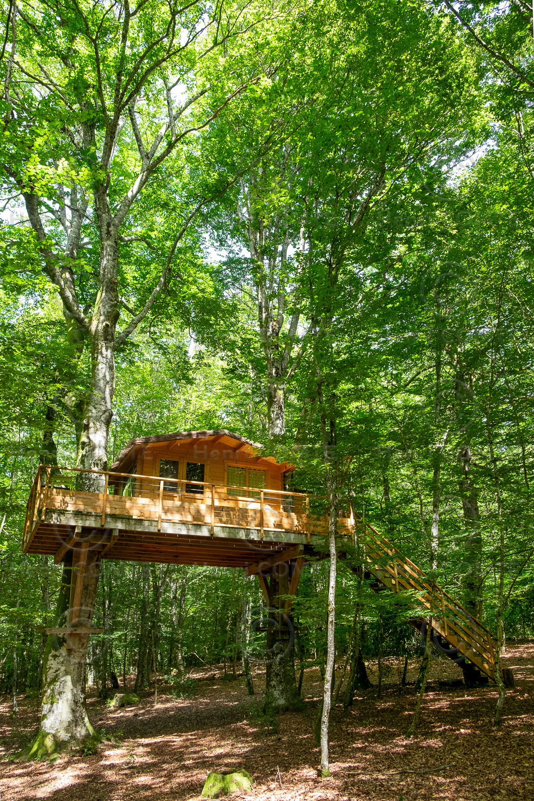 Maison dans les arbres