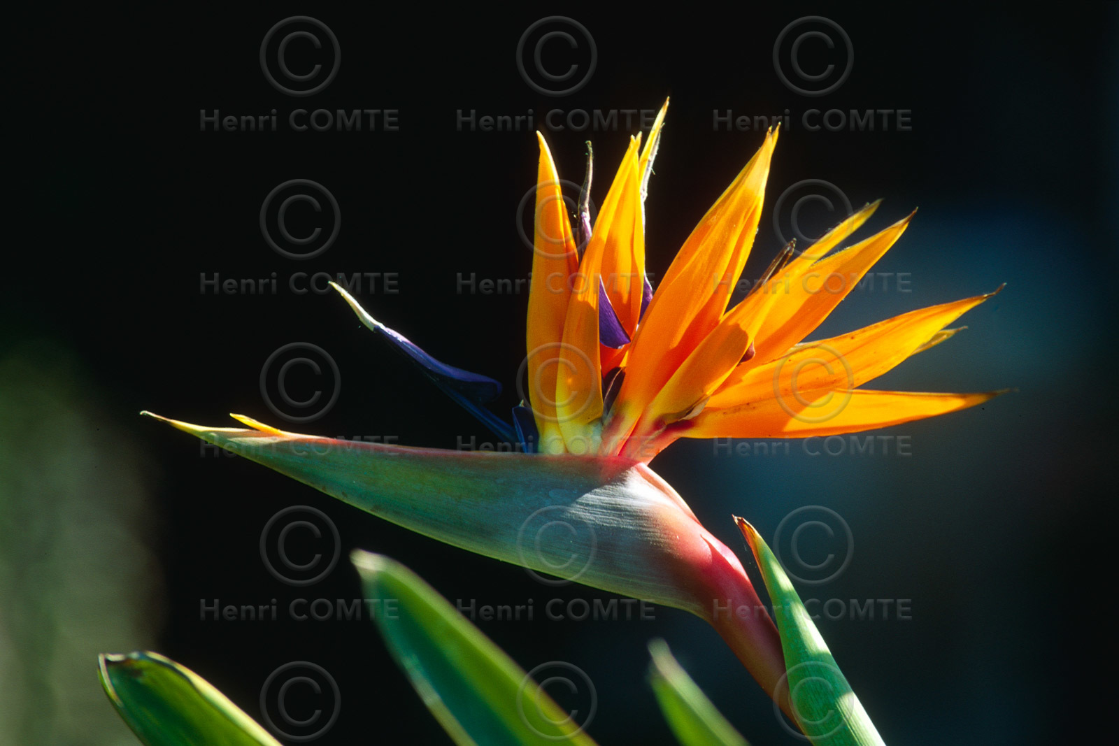 Oiseau du paradis
