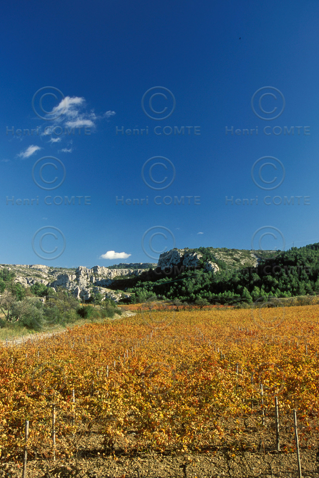 Vignoble des Corbieres