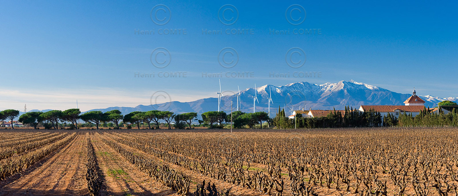 Vignoble du Roussillon