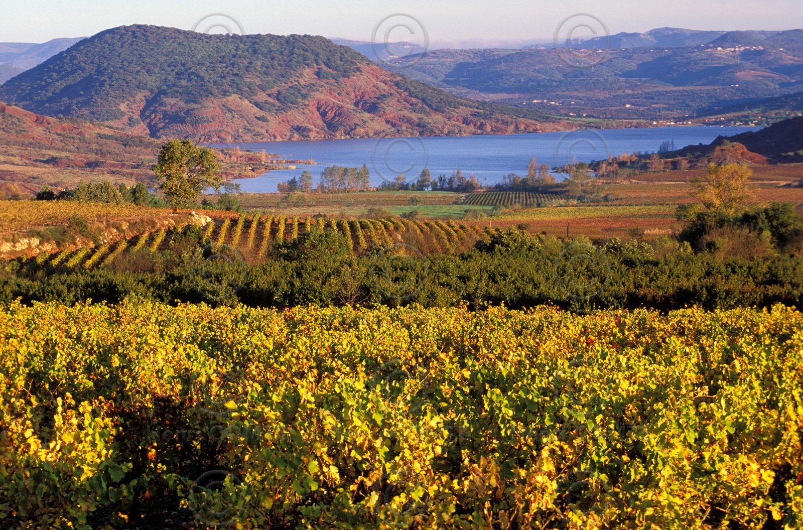Vignoble du Salagou