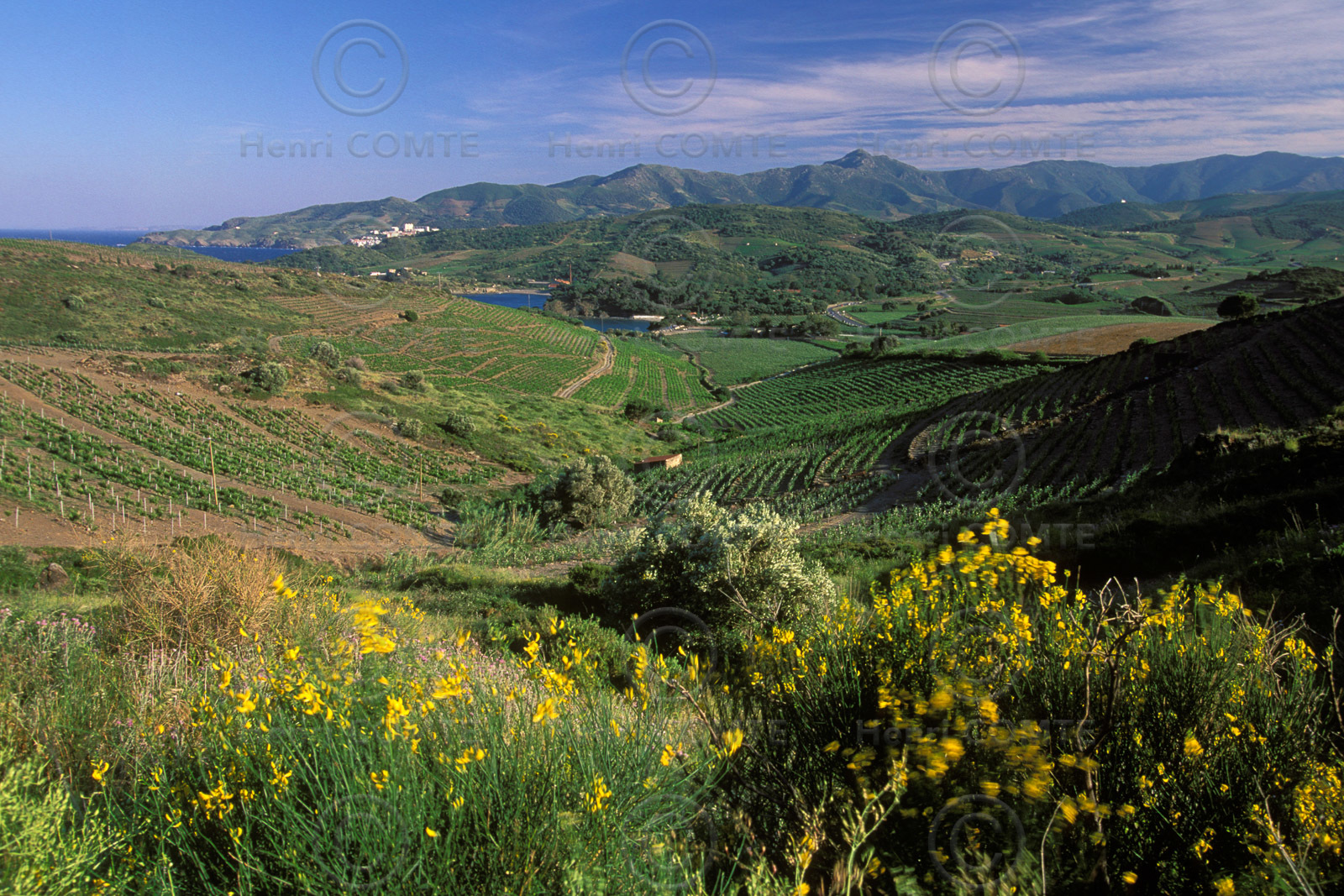 Vignoble du Roussillon