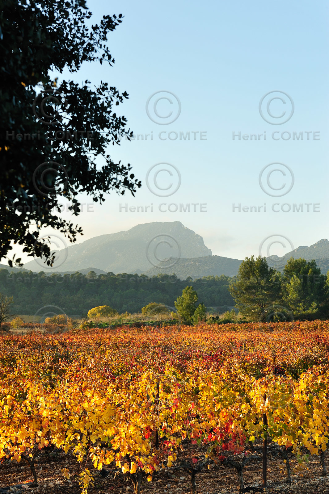 Vignes du pic saint Loup