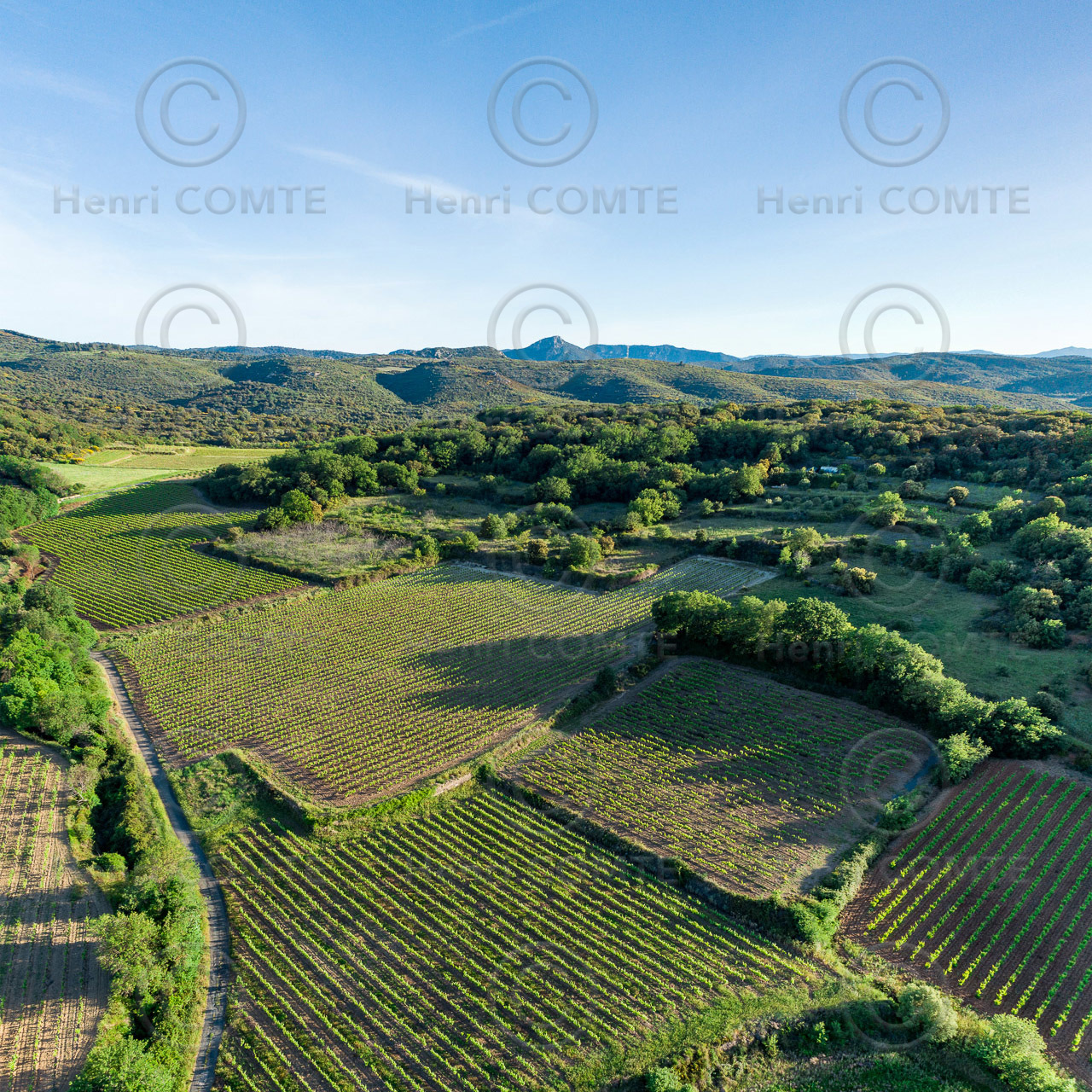 Vignoble Pezenas