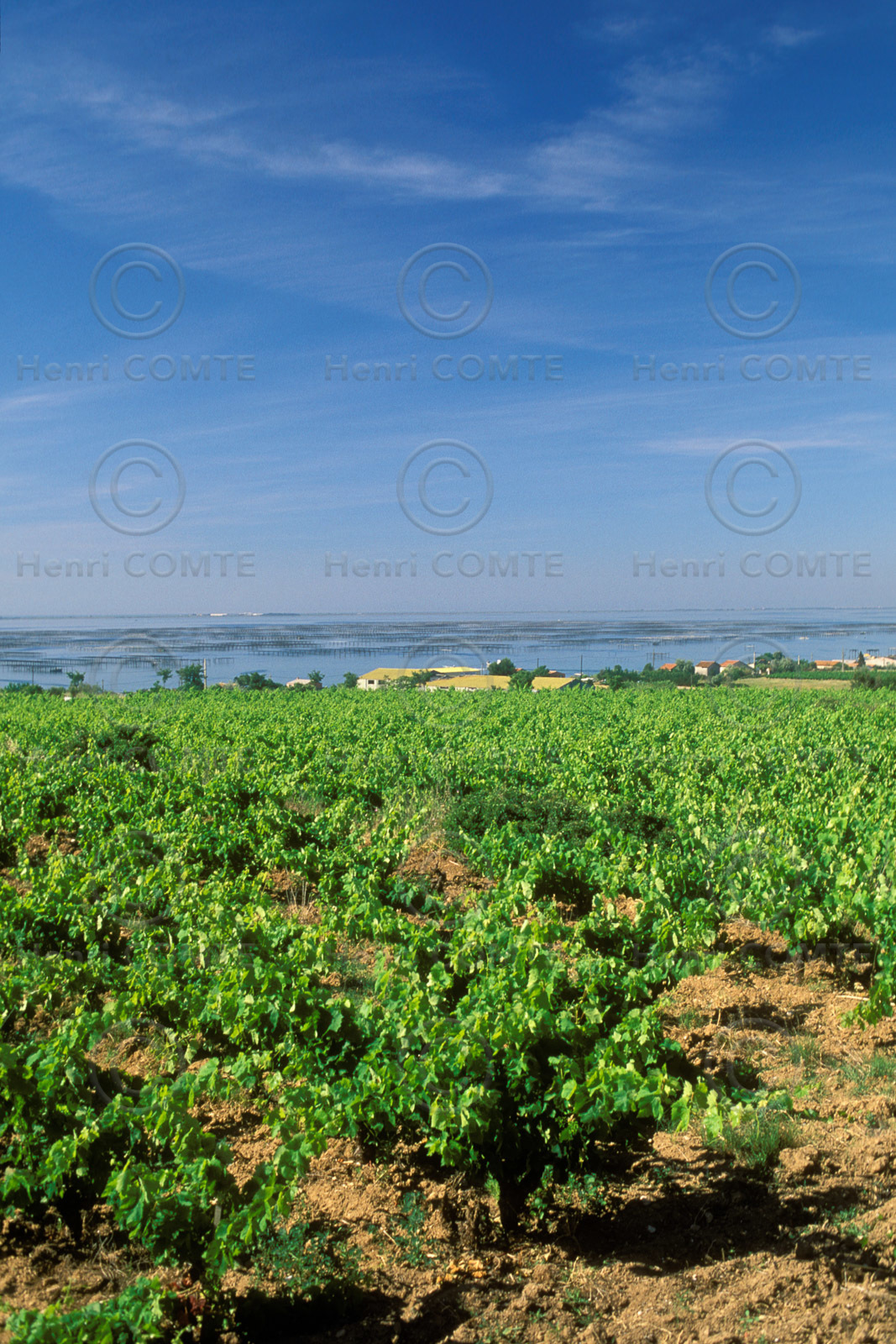 Vignoble Pays de Thau