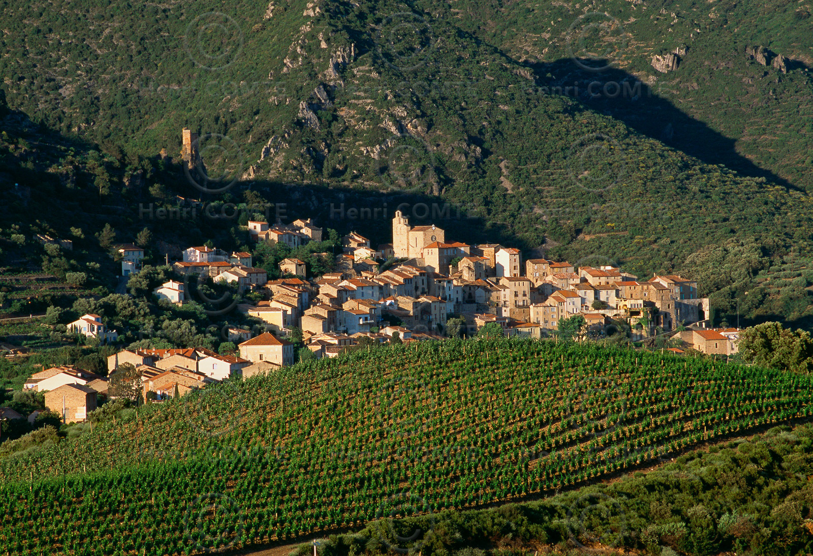 Vignoble Saint Chinian