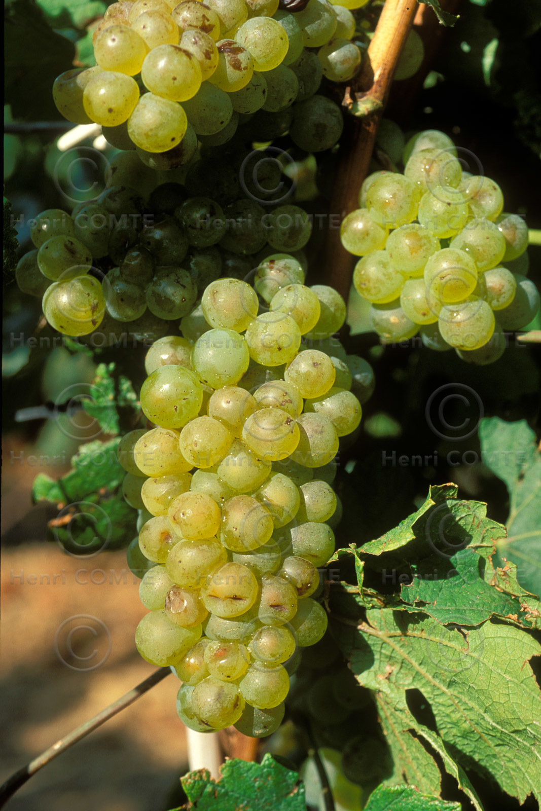 Grappe de raisins