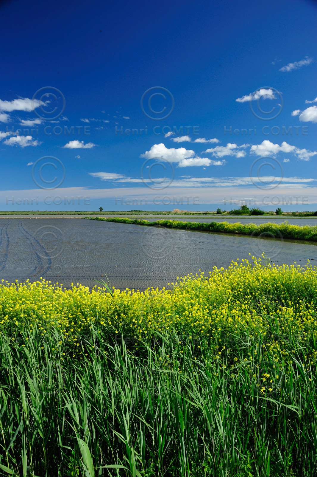 Camargue