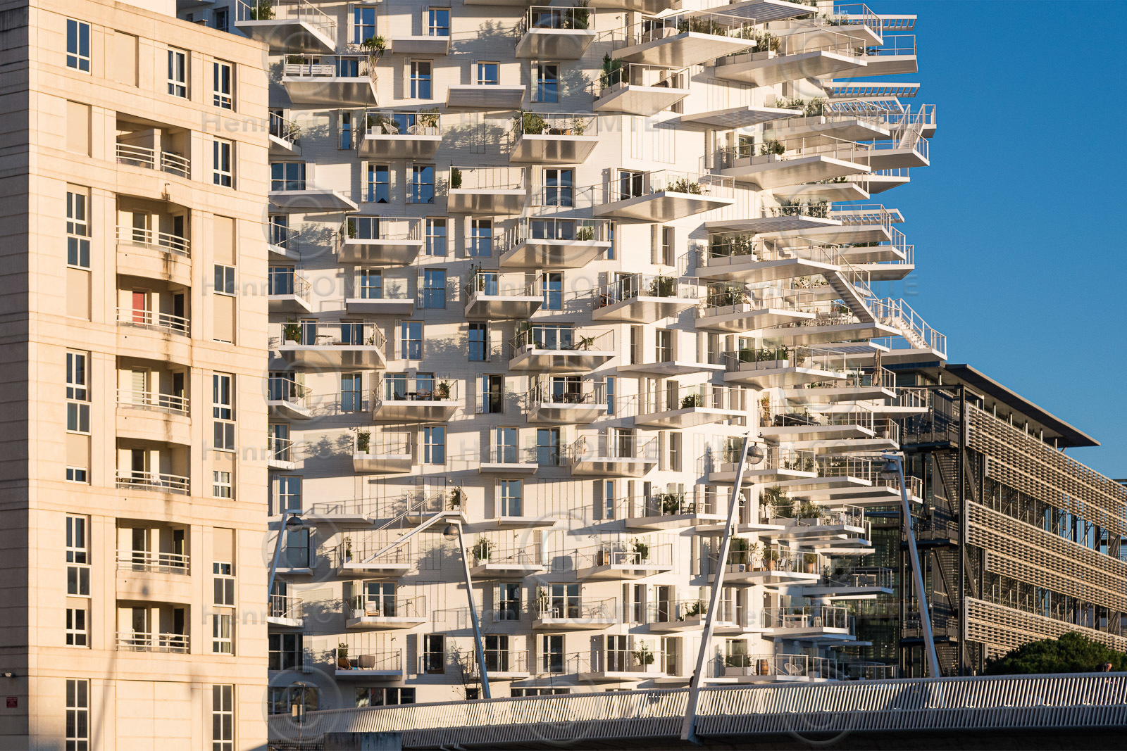 L'Arbre Blanc