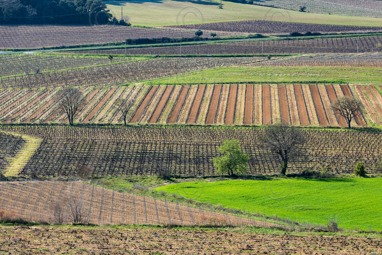 Vignes en Hiver