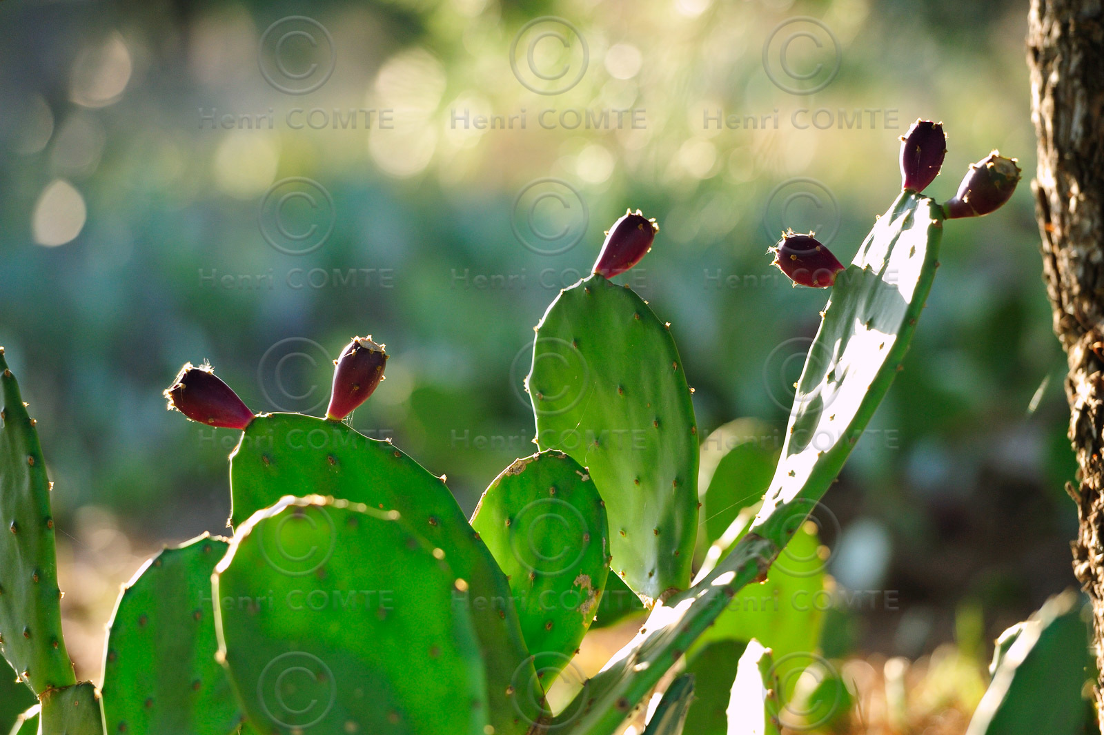 Figues de barbarie