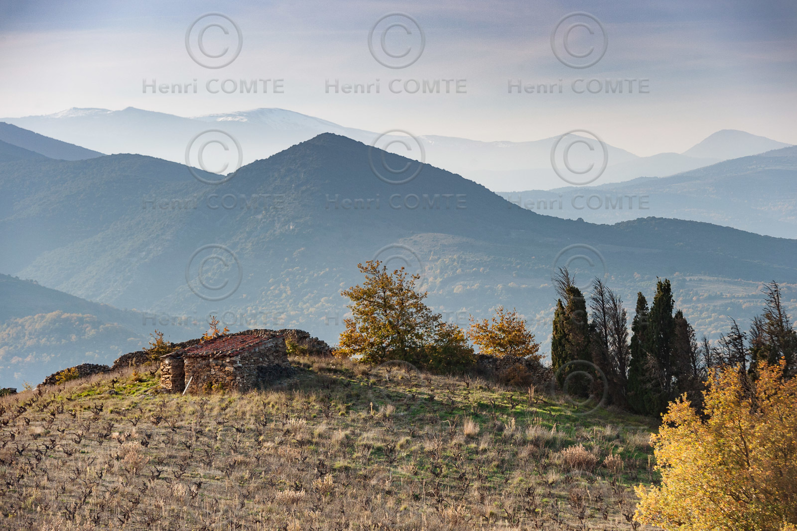 Mazet dans les vignes