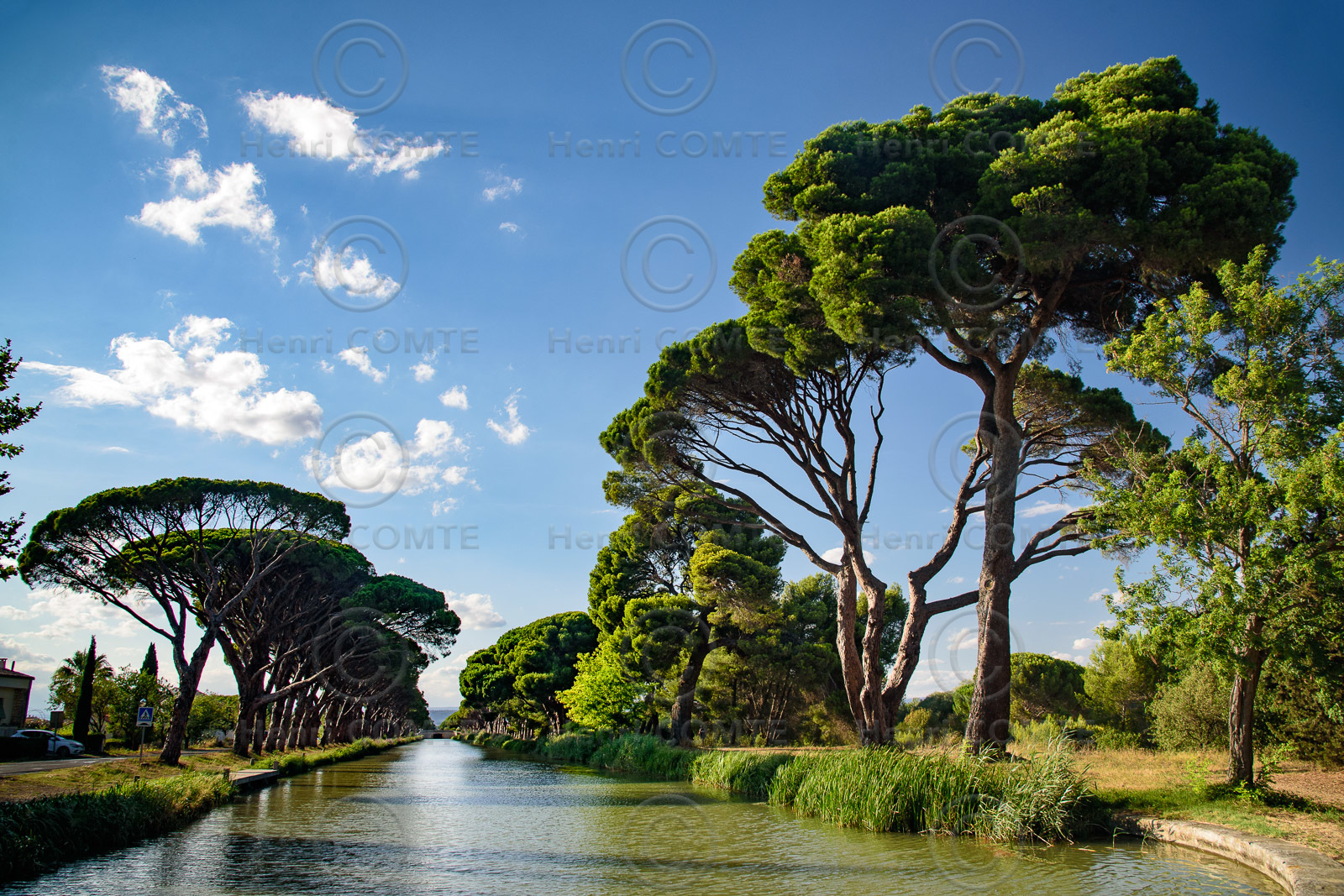Canal et pins