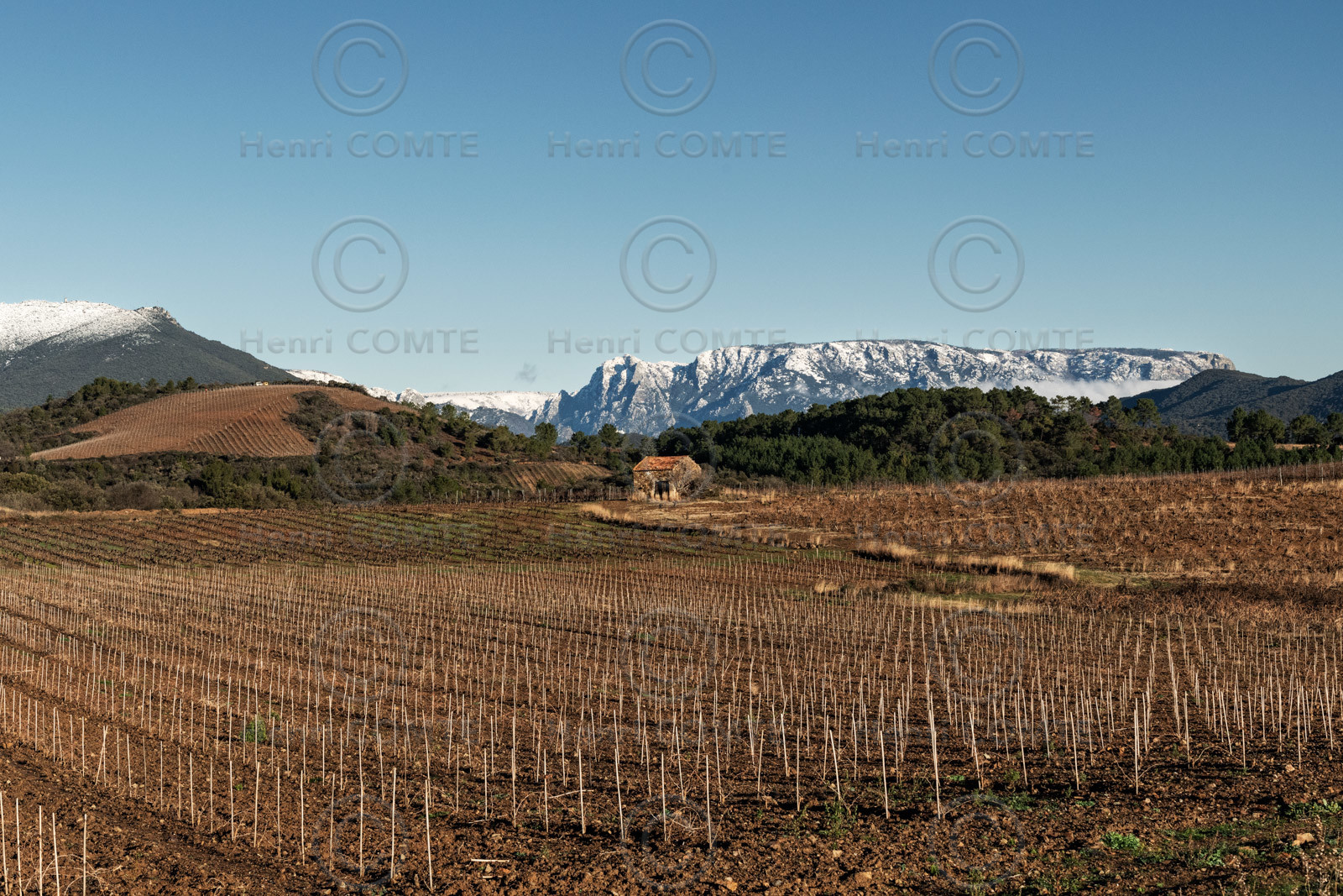 Vignes de Berlou en hiver - AOP Saint-Chinian - Les monts de l'Espinouse et le Caroux au loin - Herault