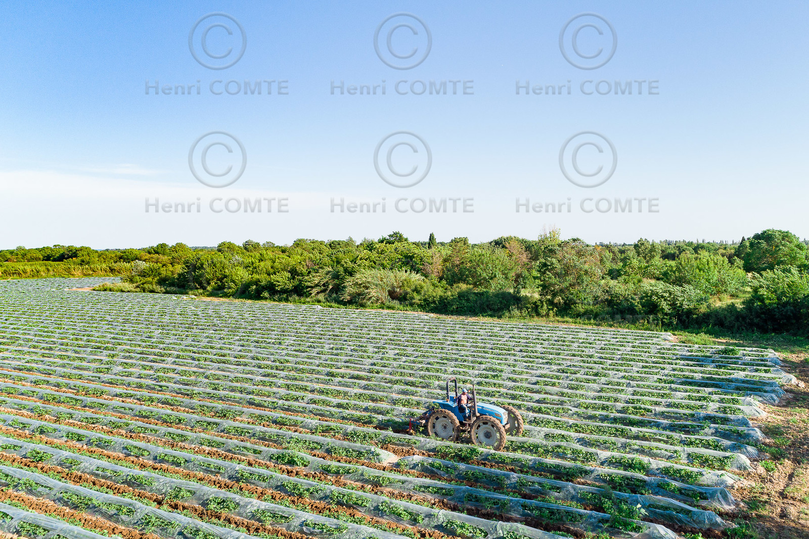 Champs de melons
