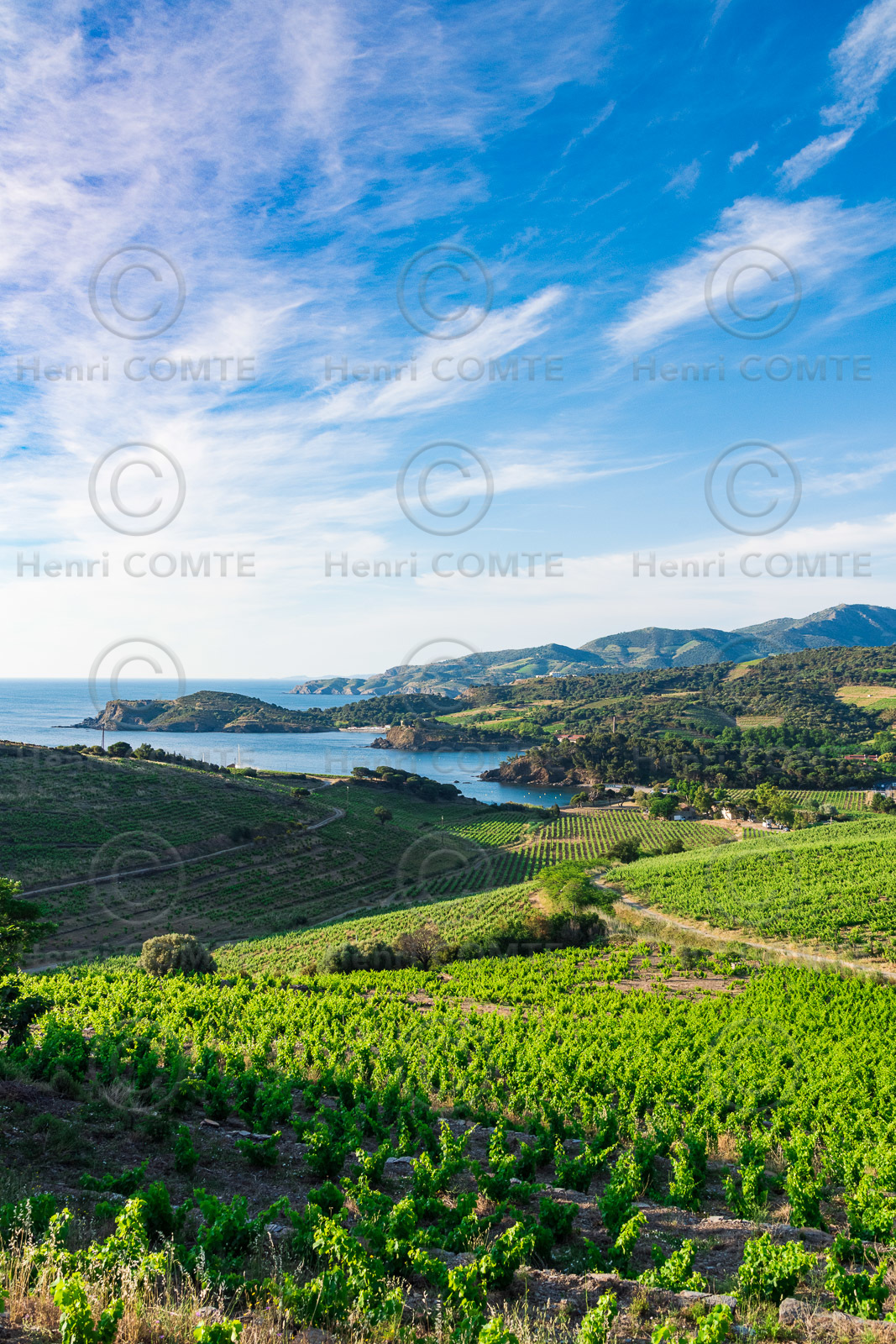 Vignes - Paulilles