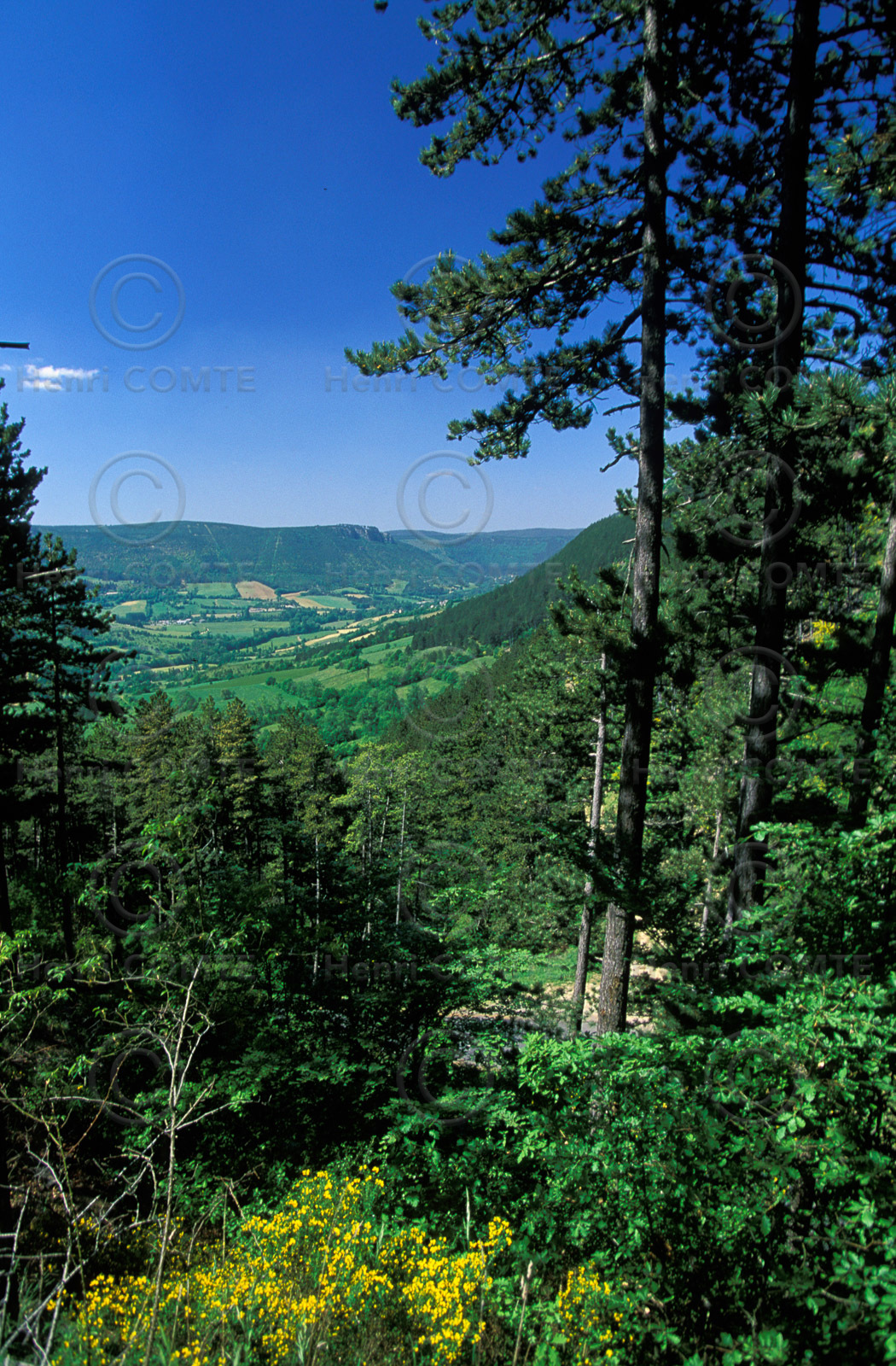 Causse de Mende
